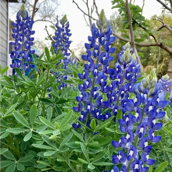 50 Seeds Texas Bluebonnet Wildflower Lupinus texensis Flower Seeds Garden - Picture 2 of 16